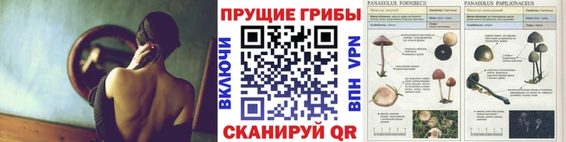 Галлюциногенные грибы GOLDEN TEACHER  ссылка на мегу   Новопавловск 